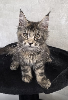 Pepperoni female / reserved for John/ sold