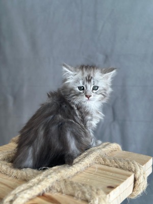 Palmer female polydactyl / available