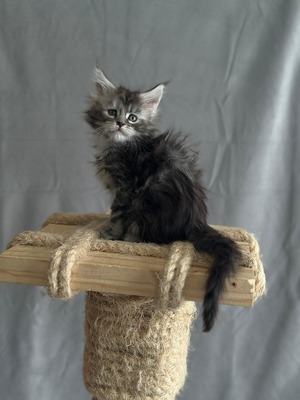 Scully female polydactyl/ available