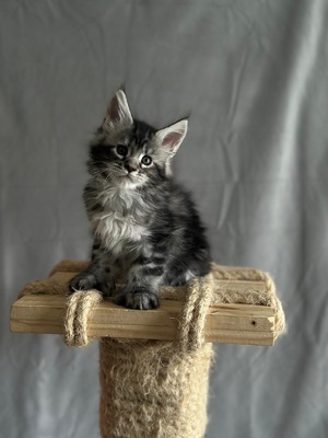 Paul male polydactyl/ reserved for Melissa