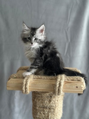 Blanket female/ available