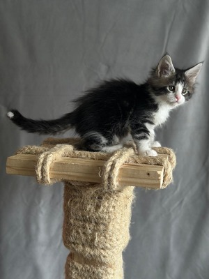 Liv male / available