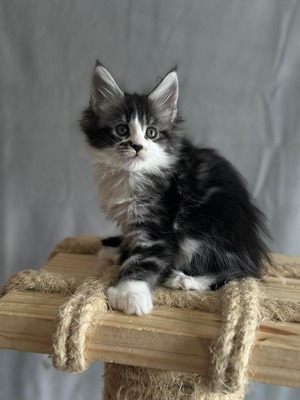 Boots female polydactil / available