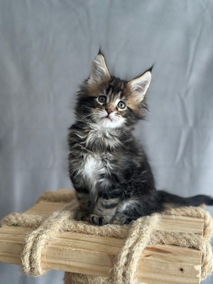 Bean male/ reserved for Mileen