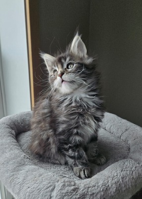 Baloo male/ available