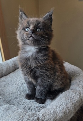 Hershey chocolate male / available