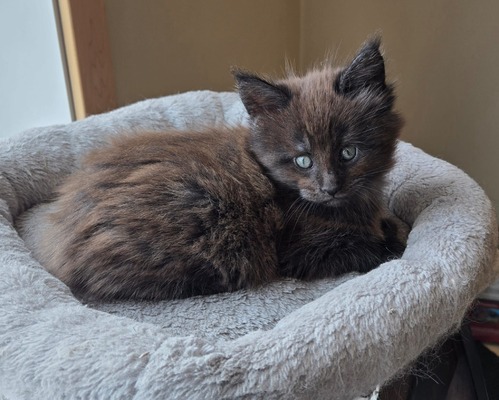 Hershey chocolate male /reserved for Russel / SOLD