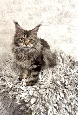Princes female / reserved for Cheryl /sold