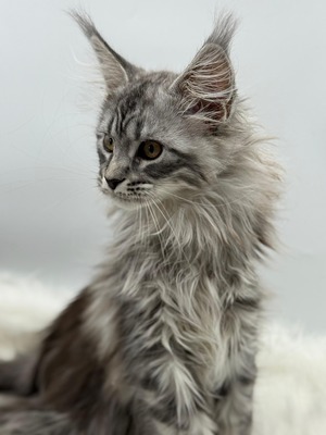 Unique silver female / sold 