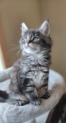 Baloo male/ reserved for Katelyn/ SOLD