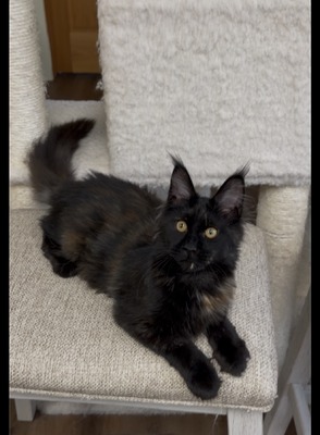 Baileys black smoke tortie female/ reserved for Russel / sold
