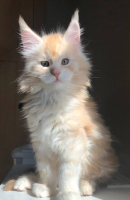 Teddy cream male/ available