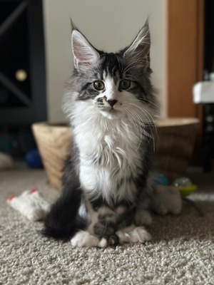 Boots female polydactil / reserved for Russel / sold 