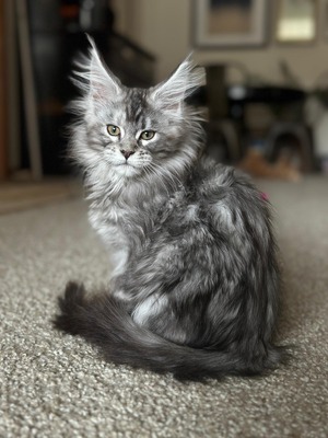 Scully female polydactyl/ reserved for Star / SOLD