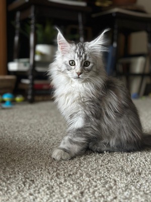 Palmer female  polydactyl / reserved for Katie/ sold 