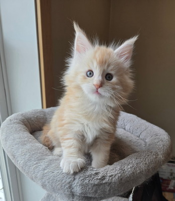 Teddy male /reserved for Bryson/ sold 