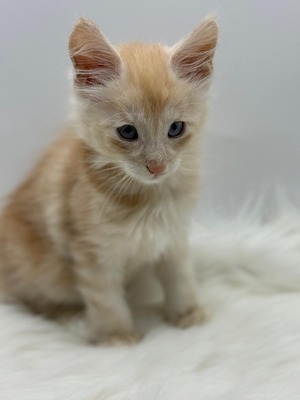 Apollo cream male blue eyes / on hold 