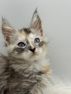 Iris shaded  female / reserved for Emerson/ SOLD