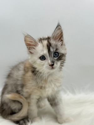 Calliope Female:/ reserved for Frank / sold 