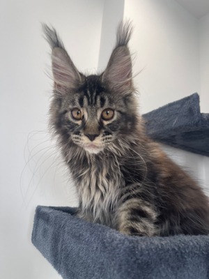 Pepper male / reserved for Michael/SOLD