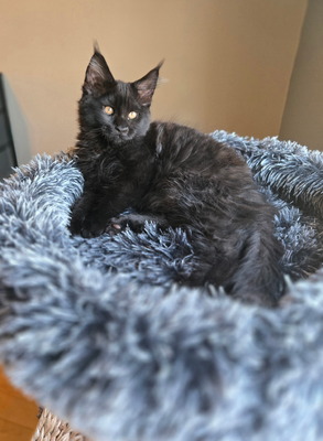 Albert black male/ reserved for Kristy / SOLD