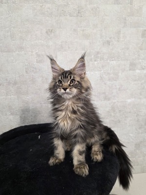 Ferdi male/ reserved for Diana