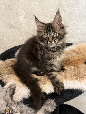 Fred male/ available