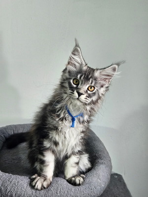 Blue Heart male / reserved for Chuck