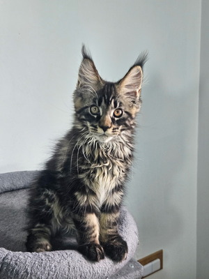 Yellow Sun male /reserved for Emy