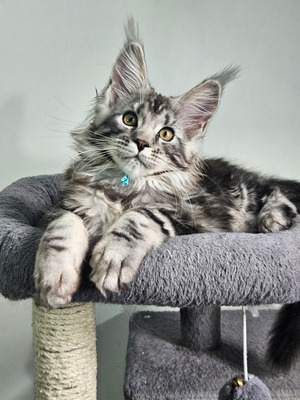 Blue Light male / reserved for Sandi / sold