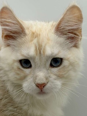 Xanthene (Exclusive)  cream blue eyes female/ SOLD