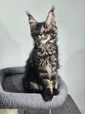 Pie male / available