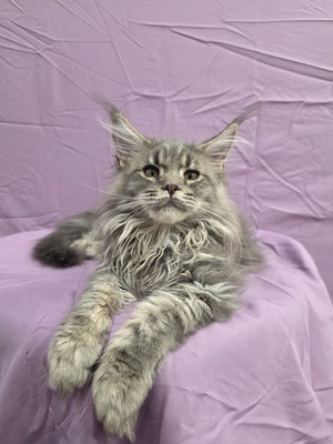 Frank male / reserved for Mike