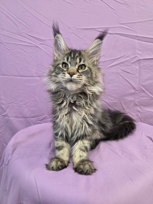 Fox female/ available