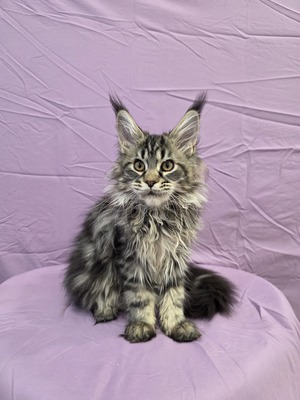 Fox female/  reserved for Kristina / SOLD