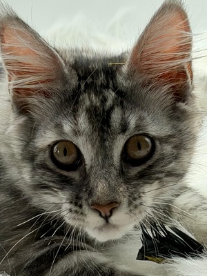Phoebe silver female/sold