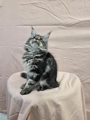 Fluffy female ( blind in one eye)/ reserved for Evan / sold 