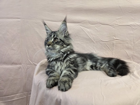 Fluffy female ( blind in one eye)/ available