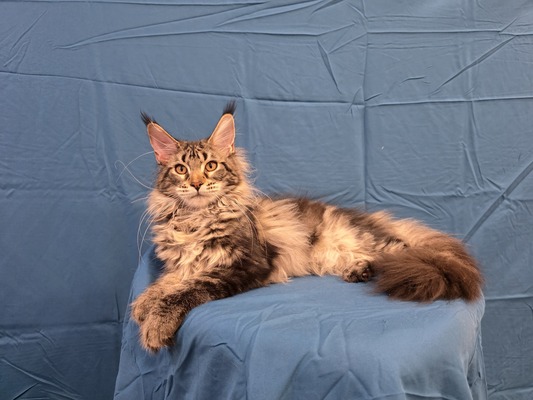 Monica Lili female/ reserved for Drake 
