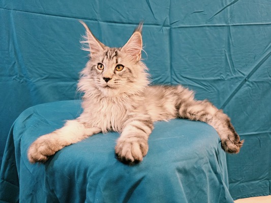 Murphy silver male/reserved for Joseph / sold