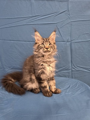 Fanta female/ available