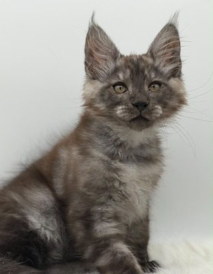 Coal black smoke male/ reserved for Lisa / sold