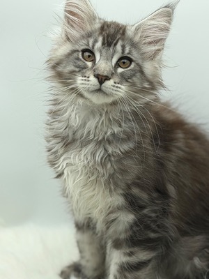 Ember male/ reserved for Ted / SOLD