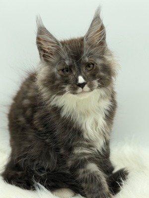 Orchard male/ available
