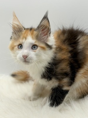 Hyacinth female blue eyes/ reserved for Christina