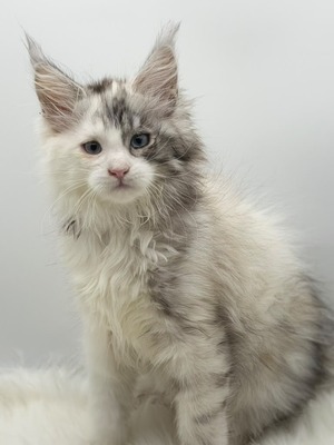 Azalea blue eyes/ available