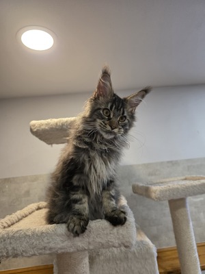 Angelina female/ reserved for Andrew sold
