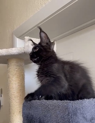 Niko pure black male/ available