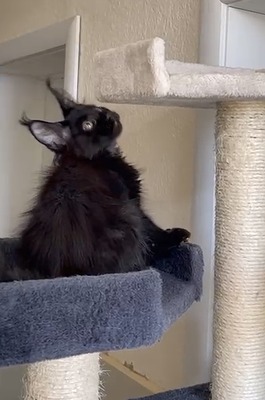 Niko pure black male/ available