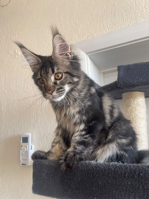 Ignatius male / reserved for Vanessa/ SOLD